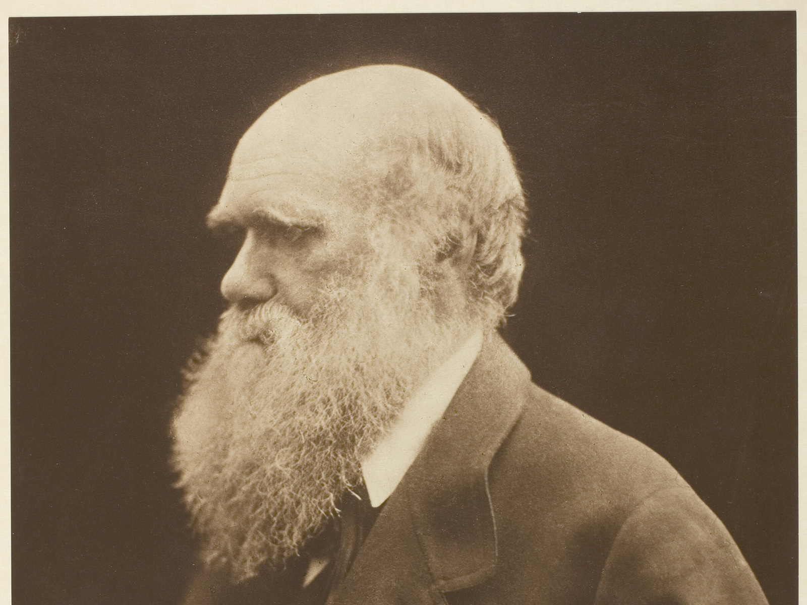 Charles Darwin appears in profile with a long white beard in Julia Margaret Cameron's close portrait.